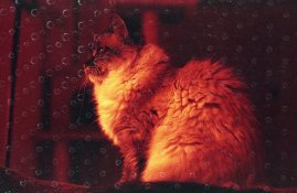 redscale sample.jpg