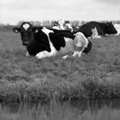 foma200_rodinal_120419_003.jpg