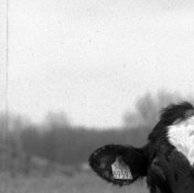 foma200_rodinal_120419_003_crop.jpg