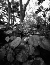ph begonia.jpg