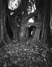 ph ficus2.jpg