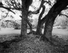 ph oaks.jpg
