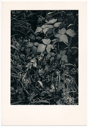 1970-Ansel-Adams-Letter-5.jpg