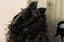 Robins_b.jpg