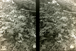 DSCF7944_sm2.png
