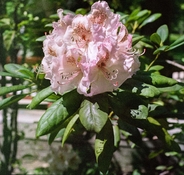 mcph007.jpg