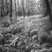 A-SFX-Watershed-res-1000.jpg