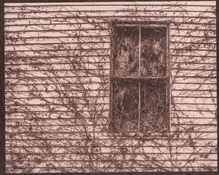 window & vines (cropped, 700 pixels)).jpg
