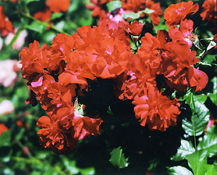 VX-100-a-05Es.jpg