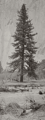 PineElCapitan_YNP.jpg