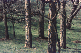 TREES02.jpg