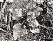 20230525-1-14-Firmly_Planted.jpg