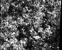 Linhof Technika IV 7-23 - 7.jpg
