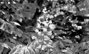 OM2-TinyTendrils2400.jpg