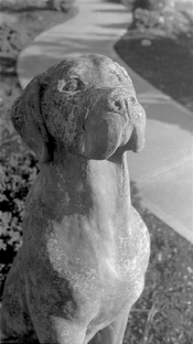 DogFacedBoy.jpg