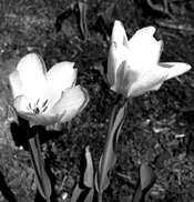 BeaconTulips.jpg