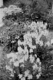Leica M3 - 3.jpg