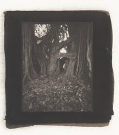 ficus pt close scan.jpg