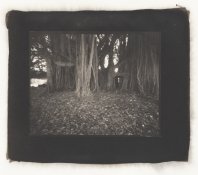 ficus pt scan.jpg