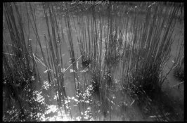 IWWPH_Day_Reeds_6.jpg