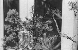 1-Agfa Cinerex 50 1-50 Rodinal027.tif.jpg