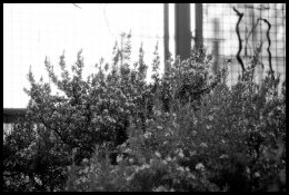 1-Agfa Cinerex 50 1-50 Rodinal002.jpg