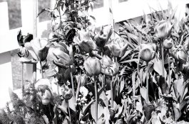 1-Agfa Cinerex 50 1-50 Rodinal014.jpg