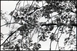 1-Agfa Cinerex 50 1-50 Rodinal031.jpg