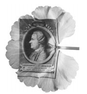 starchleaf.jpg starchleaf.jpg
