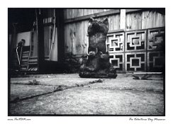 pinhole_photography___ilford_multigrade___fox_by_thevdm-d5042zl.jpg
