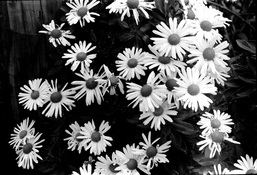 OM2-fallDaisies.jpg