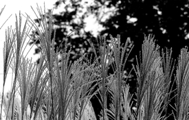 OM2-tassels.jpg