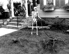 OM2-walkingSpiders.jpg