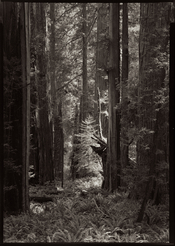 RedwoodCathedralPCRSP.jpg