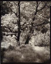 Hwy299TreeWind.jpg