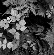 leaves2.jpg