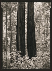 Two redwoods1.jpg