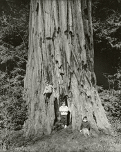 ThreeBoysRedwood2003.jpg