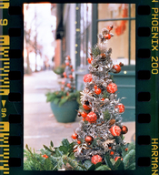 200harman_137MA Contax003rs.jpg