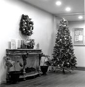 Xmas tree D23.jpg