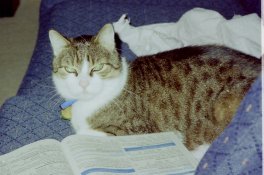 petsbm-3.jpg
