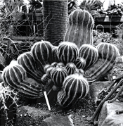 Cacti - Multitone 8X8.jpg