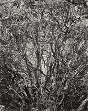 Branches, Manila Dunes, CA_16x20.jpg