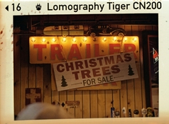 xmastree_s.jpg