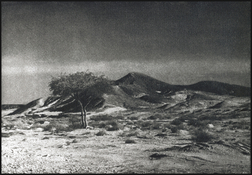 Gum Wilderness Tree.2_HD.jpg