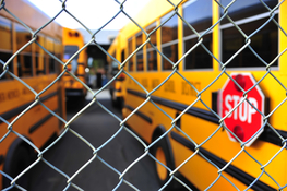 School Buses.jpg