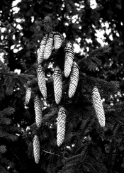 pineconesDouble-X.jpg