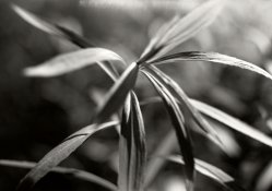 Sharp-unsharp-1.jpg Sharp-unsharp-1.jpg