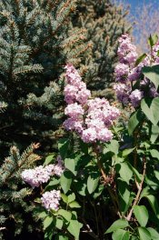 Lilacs.jpg
