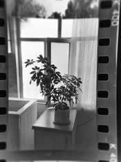 IMG_1181-compressed.jpeg